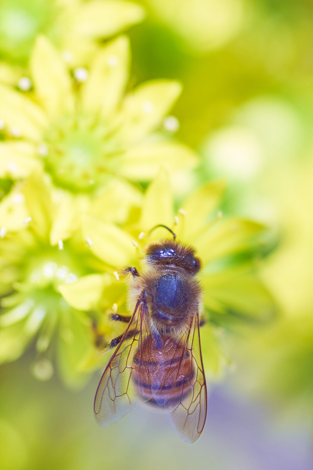 Happy May, from this Buzzing Bumble Bee and Thru My Eyes Photo! • Thru