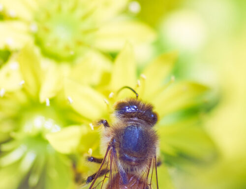 Happy May, from this Buzzing Bumble Bee and Thru My Eyes Photo!