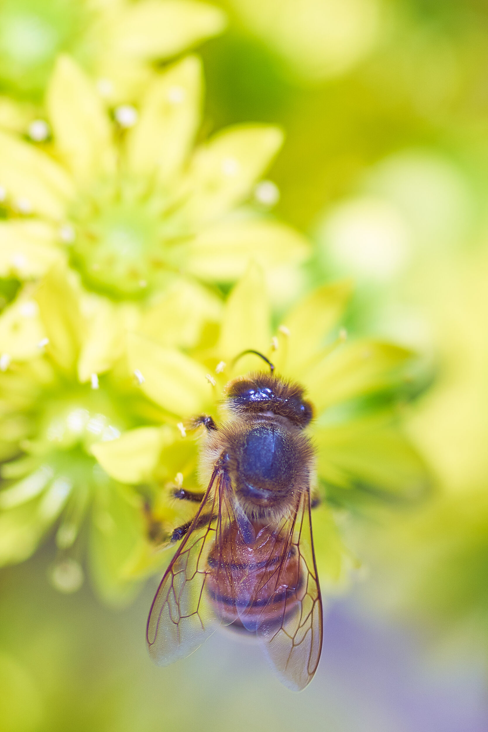 Happy May, from this Buzzing Bumble Bee and Thru My Eyes Photo! • Thru ...