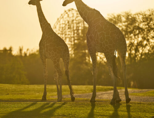 Happy July from these beautiful giraffes,  and Thru My Eyes Photo!