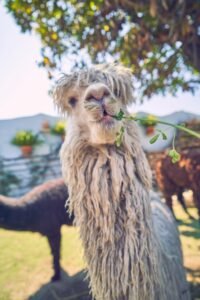 Peru Travel Photography 1A