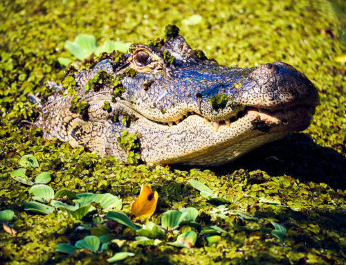 Happy August from this smiling alligator, and Thru My Eyes Photo!