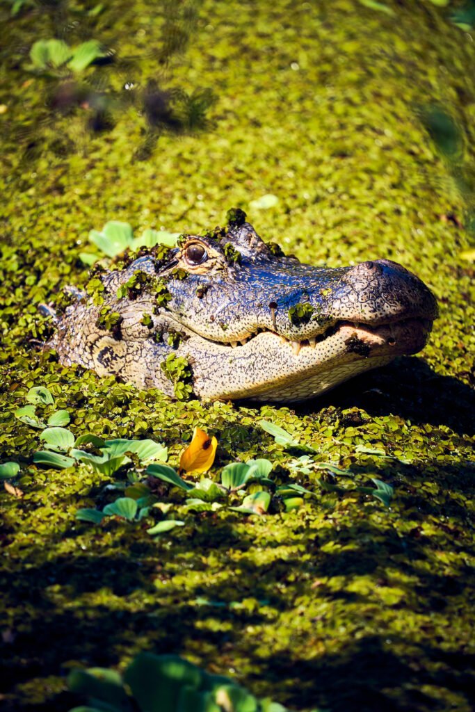 Nature Photography Fine Art Florida Alligator 