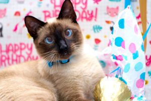 Sarasota Pet Photography 1