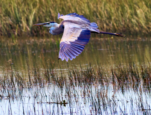 Happy September from this Great Blue Heron, and Thru My Eyes Photo!