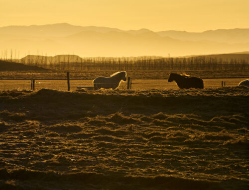 Happy October from these Beautiful Icelandic Horses!