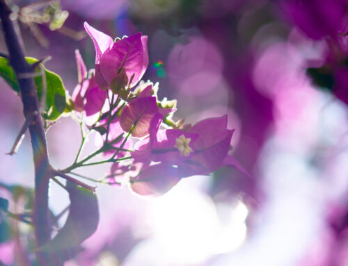 Happy November from this Gorgeous Bougainvillea!