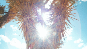 Joshua Tree Nature Videography