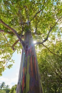 Rainbow Eucalyptus Tree Nature Photography