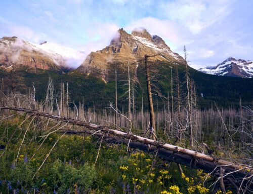 Happy May from Glacier National Park!