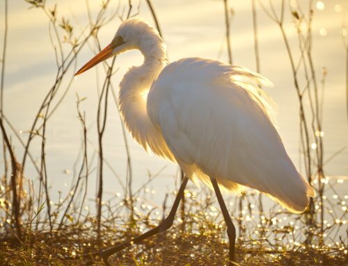 Happy June from this Great Egret!