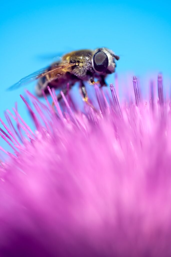 Nature Photography Florida Bee Wildflower Nature Photography Florida Bee Wildflower
