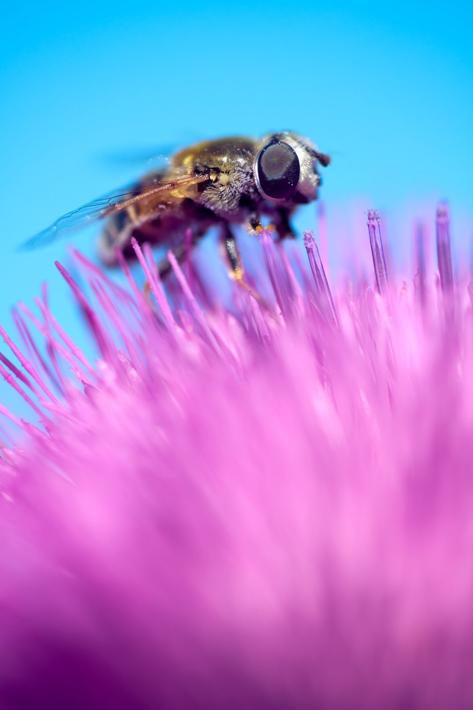 Nature Photography Florida Bee Wildflower