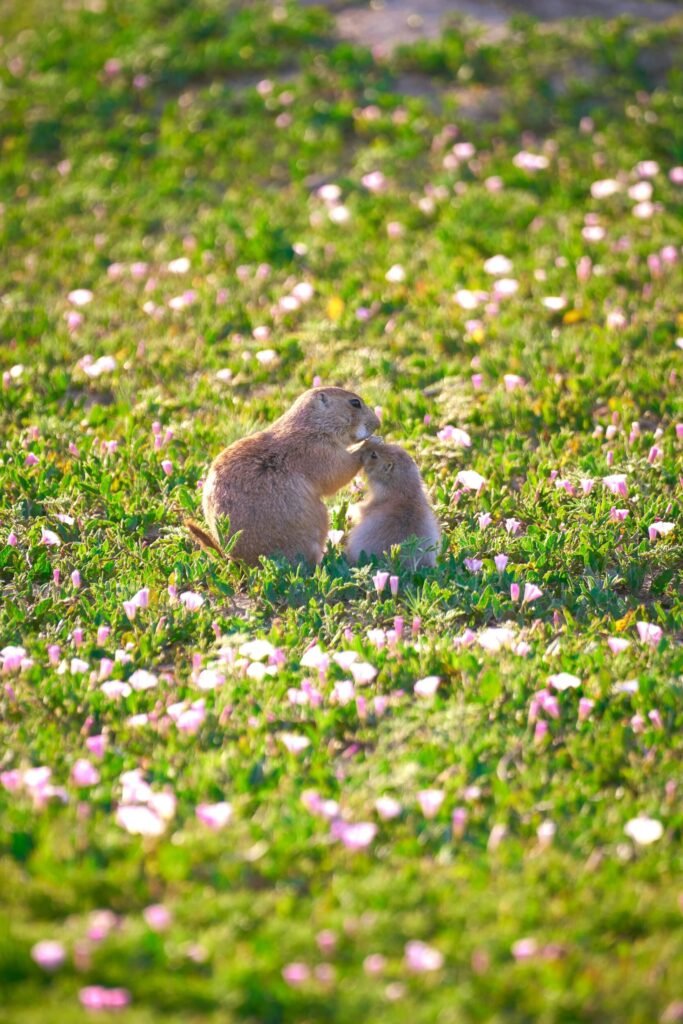 Nature Photography Sweet Prairie Dogs Badlands National Park Thru My Eyes Nature Photography Sweet Prairie Dogs Badlands National Park Thru My Eyes