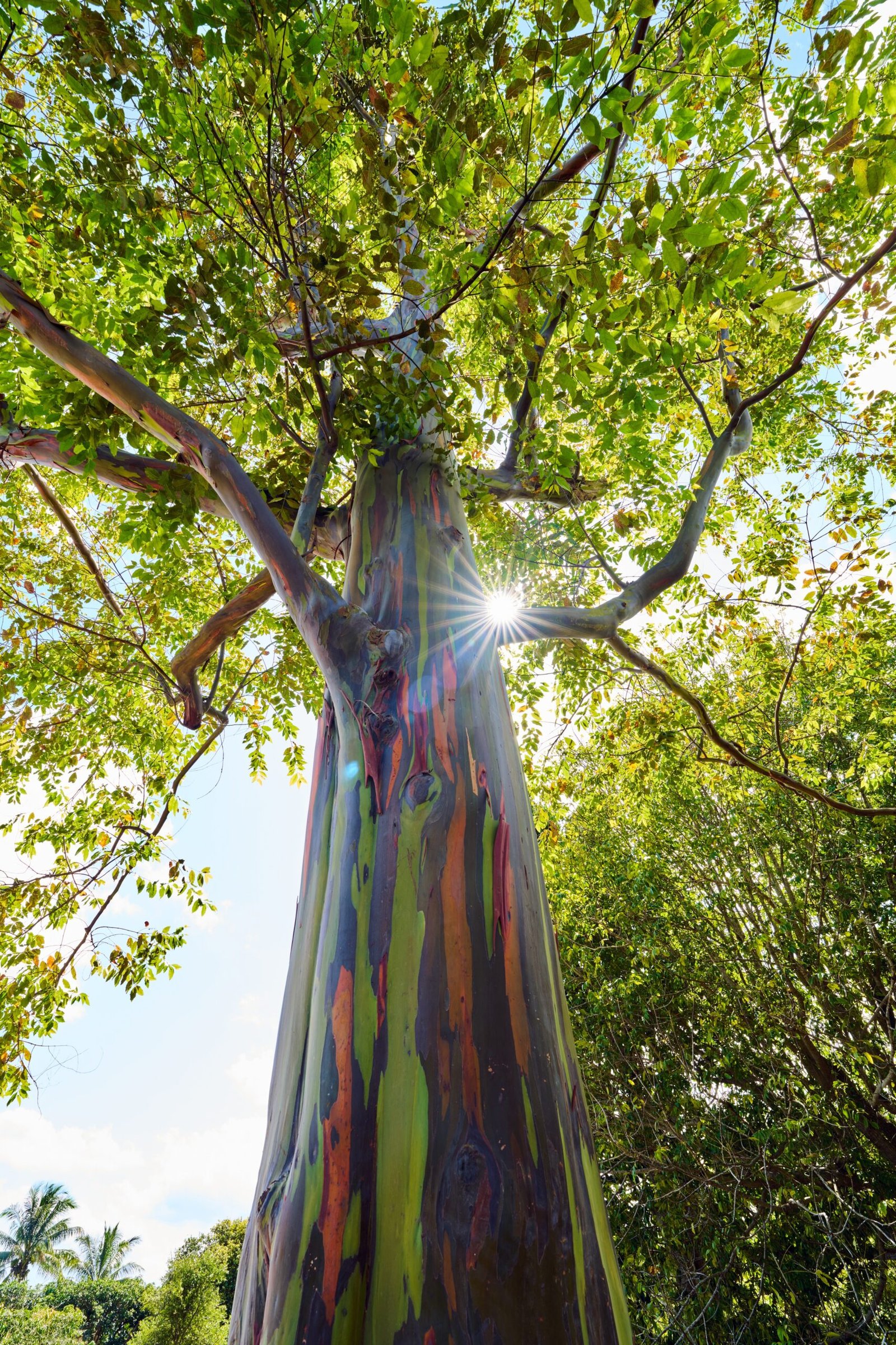 Rainbow Eucalyptus Tree Sunshine Nature Photographer Sarasota Florida Outdoors