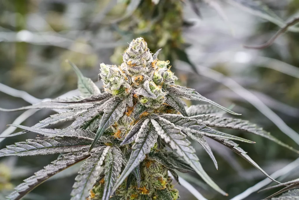 Cannabis Photography Growroom Sarasota Product Photographer