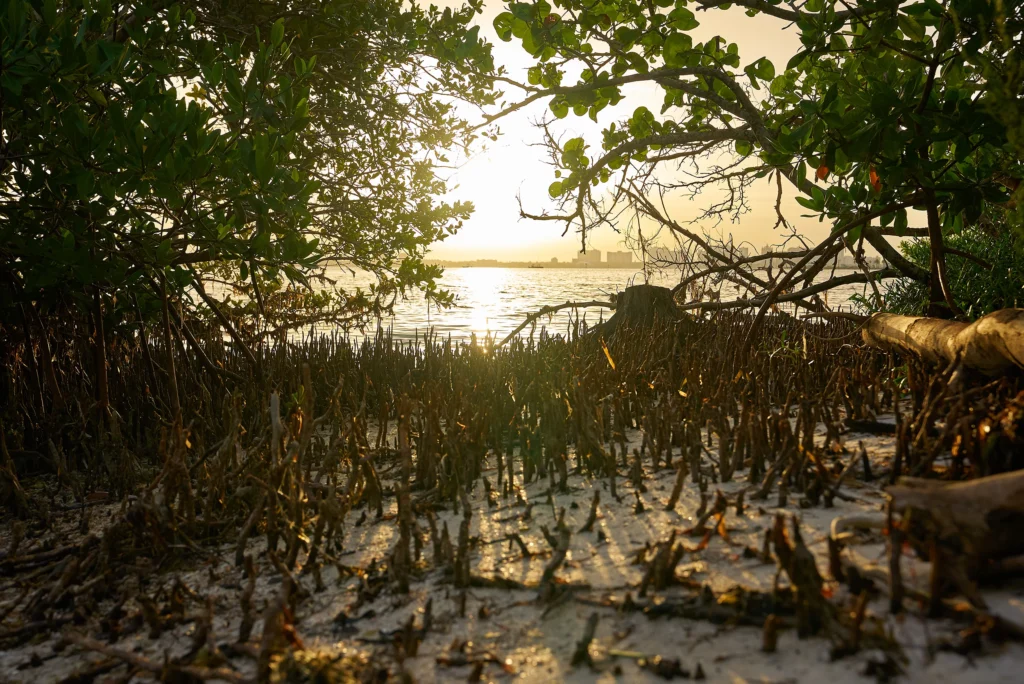 Quick-Point-Nature-Preserve-Sunrise-Sarasota Quick Point Nature Preserve Sunrise in Sarasota