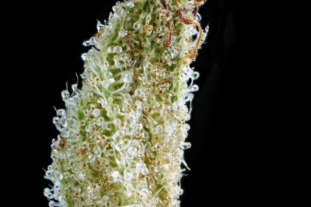 Cannabis Leaf Macro Product Photograph Medical Industry Sarasota
