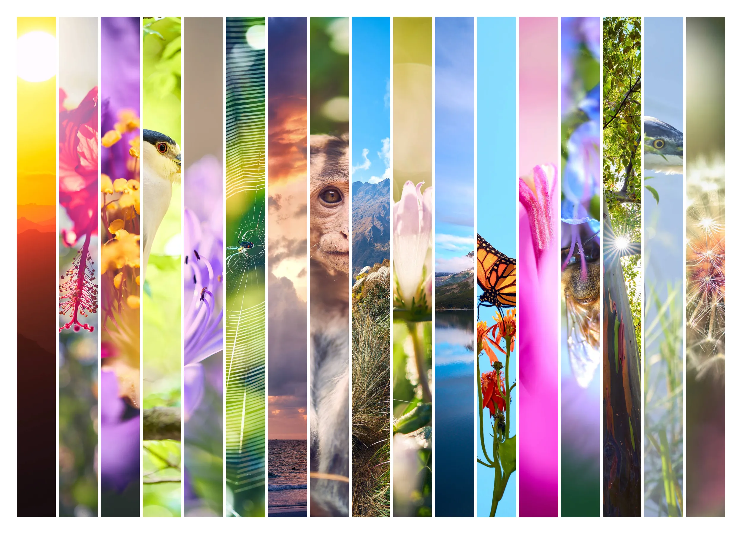 Thru My Eyes Gallery - Nature, Landscape and Flower Art Prints for Sale