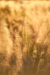Thru My Eyes Macro Photography Nature Golden Wheat Sunrise
