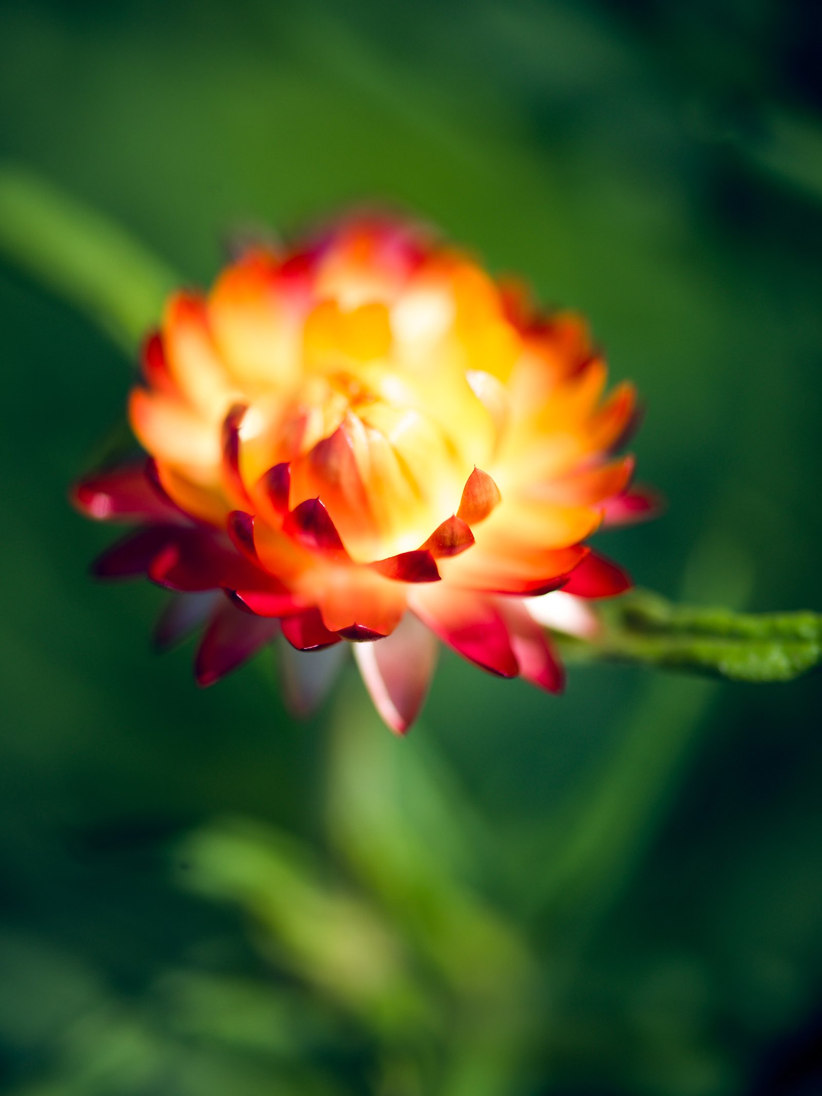 Nature Macro Photography Sarasota