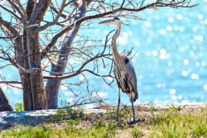 New Pass Sarasota Bay Nature Photography