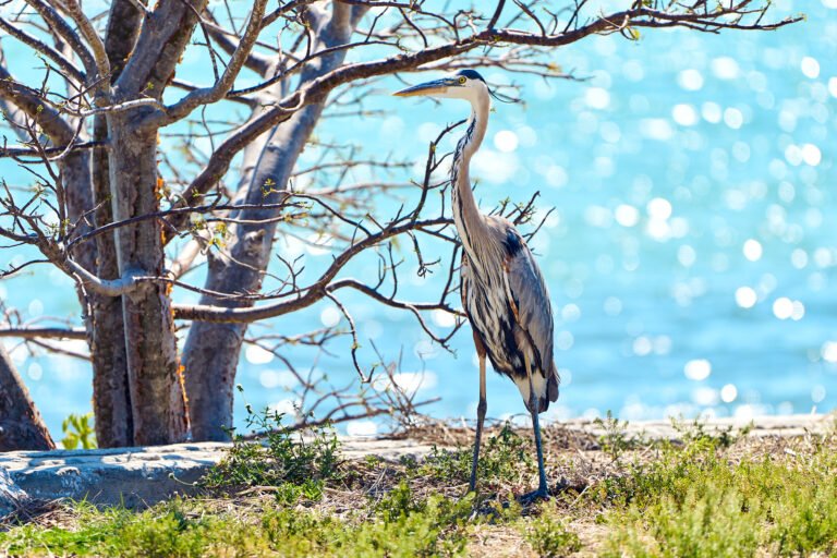 New Pass Sarasota Bay Nature Photography