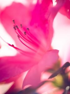 Thru My Eyes Nature Photography Azalea Flower