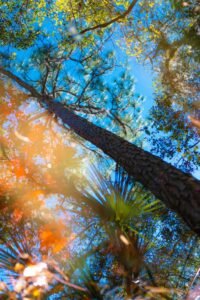 Things Are Looking Up, Nature Photography by Nicholas James Bath, Calendar Image July 2026