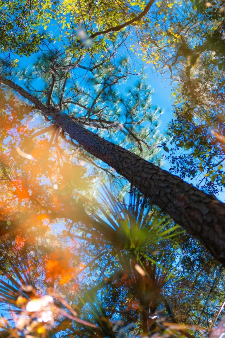Things Are Looking Up, Nature Photography by Nicholas James Bath, Calendar Image July 2026