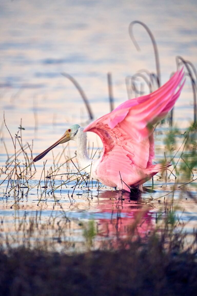 Roseate Spoonbill Nature Photography Thru My Eyes Sarasota Florida