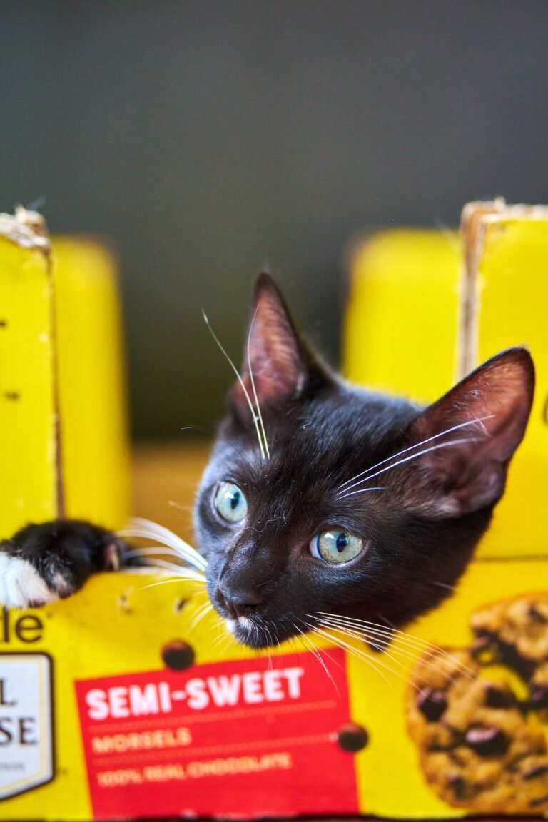 Pet Photography Black Tuxedo Kitten